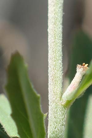 Epilobium lamyi \ Graugr�nes Weidenr�schen / Hairy Square-Stalked Willowherb, D Mannheim 25.6.2017