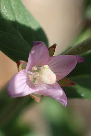 Epilobium lamyi \ Graugr�nes Weidenr�schen / Hairy Square-Stalked Willowherb, D Mannheim 25.6.2017