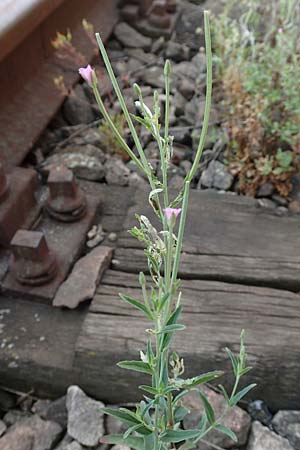 Epilobium lamyi \ Graugr�nes Weidenr�schen / Hairy Square-Stalked Willowherb, D Mannheim 25.6.2017