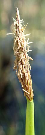 Eleocharis palustris \ Gew�hnliche Sumpfbinse, Gemeine Sumpfsimse / Common Spike Rush, D Hochheim am Main 20.6.2018