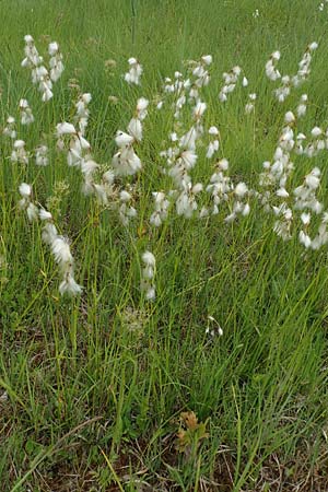 Eriophorum latifolium \ Breitbl�ttriges Wollgras / Broad-Leaved Cotton Grass, D Offenburg 22.5.2020