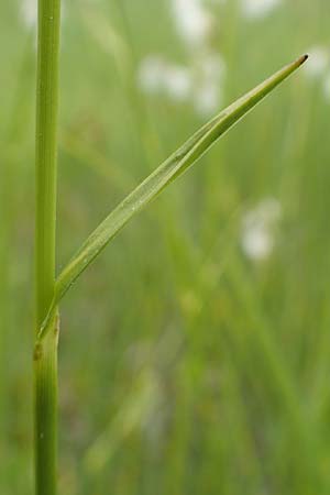 Eriophorum latifolium \ Breitbl�ttriges Wollgras / Broad-Leaved Cotton Grass, D Offenburg 22.5.2020