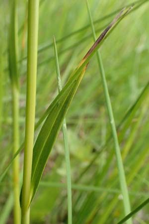 Eriophorum latifolium \ Breitbl�ttriges Wollgras / Broad-Leaved Cotton Grass, D Offenburg 22.5.2020
