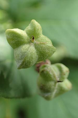 Euonymus latifolius \ Breitbl�ttriges Pfaffenh�tchen / Broad-Leaf Spindle, D Neuendorf am Main 21.6.2020