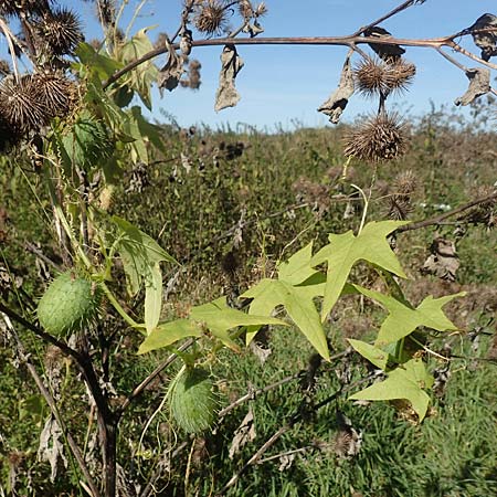 Echinocystis lobata \ Igel-Gurke, Stachel-Gurke / Mock Cucumber, D Sachsen-Anhalt, Havelberg 18.9.2020