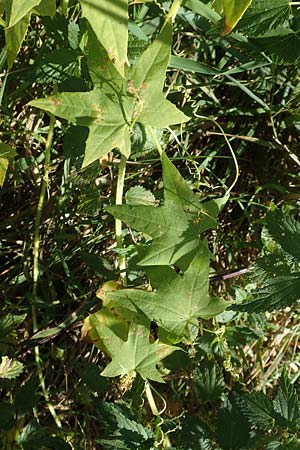 Echinocystis lobata \ Igel-Gurke, Stachel-Gurke / Mock Cucumber, D Sachsen-Anhalt, Havelberg 18.9.2020