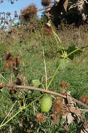 Echinocystis lobata \ Igel-Gurke, Stachel-Gurke / Mock Cucumber, D Sachsen-Anhalt, Havelberg 18.9.2020