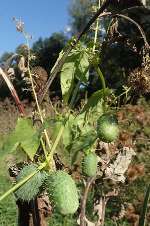 Echinocystis lobata \ Igel-Gurke, Stachel-Gurke / Mock Cucumber, D Sachsen-Anhalt, Havelberg 18.9.2020