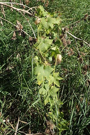 Echinocystis lobata \ Igel-Gurke, Stachel-Gurke / Mock Cucumber, D Sachsen-Anhalt, Havelberg 18.9.2020