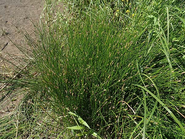 Eleocharis palustris agg. \ Gew�hnliche Sumpfbinse, Gemeine Sumpfsimse / Common Spike Rush, D Sachsen-Anhalt, Havelberg 18.9.2020