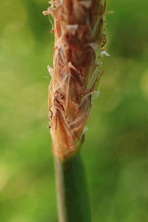 Eleocharis palustris agg. \ Gew�hnliche Sumpfbinse, Gemeine Sumpfsimse / Common Spike Rush, D Sachsen-Anhalt, Havelberg 18.9.2020