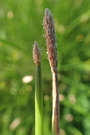 Eleocharis palustris agg. \ Gew�hnliche Sumpfbinse, Gemeine Sumpfsimse / Common Spike Rush, D Sachsen-Anhalt, Havelberg 18.9.2020
