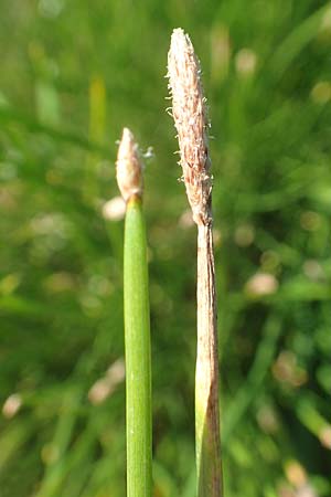 Eleocharis palustris agg. \ Gew�hnliche Sumpfbinse, Gemeine Sumpfsimse / Common Spike Rush, D Sachsen-Anhalt, Havelberg 18.9.2020