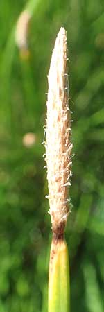 Eleocharis palustris agg. \ Gew�hnliche Sumpfbinse, Gemeine Sumpfsimse / Common Spike Rush, D Sachsen-Anhalt, Havelberg 18.9.2020