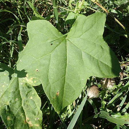 Echinocystis lobata \ Igel-Gurke, Stachel-Gurke / Mock Cucumber, D Sachsen-Anhalt, Havelberg 18.9.2020