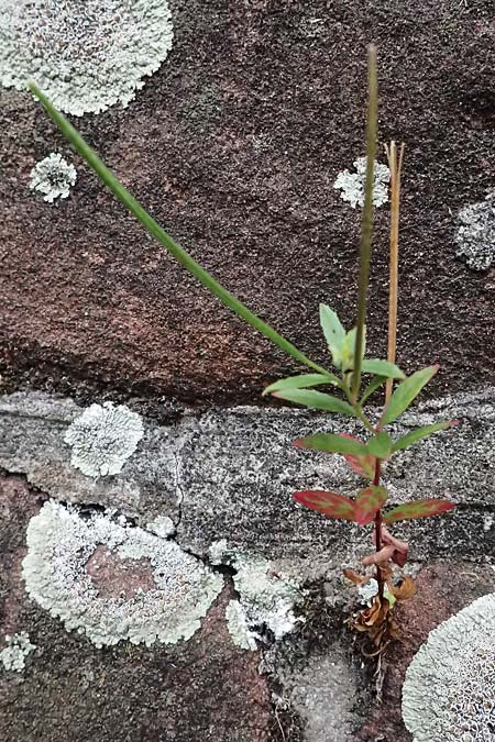 Epilobium tetragonum \ Vierkantiges Weidenr�schen / Square-Stalked Willowherb, D Mannheim 8.9.2024
