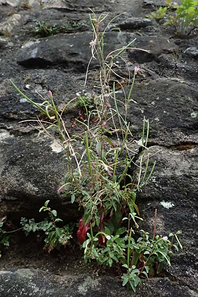 Epilobium lanceolatum \ Lanzettbl�ttriges Weidenr�schen / Spear-Leaved Willowherb, D Heppenheim 27.7.2025