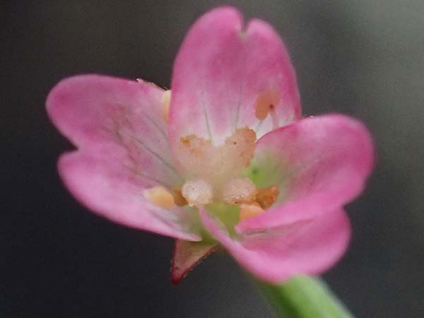 Epilobium lanceolatum \ Lanzettbl�ttriges Weidenr�schen / Spear-Leaved Willowherb, D Heppenheim 27.7.2025