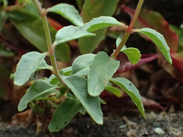 Epilobium lanceolatum \ Lanzettbl�ttriges Weidenr�schen / Spear-Leaved Willowherb, D Heppenheim 27.7.2025