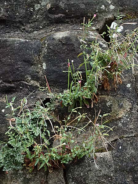 Epilobium lanceolatum \ Lanzettbl�ttriges Weidenr�schen / Spear-Leaved Willowherb, D Heppenheim 27.7.2025