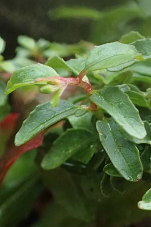 Epilobium lanceolatum \ Lanzettbl�ttriges Weidenr�schen / Spear-Leaved Willowherb, D Heppenheim 27.7.2025