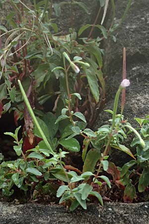 Epilobium lanceolatum \ Lanzettbl�ttriges Weidenr�schen / Spear-Leaved Willowherb, D Heppenheim 27.7.2025