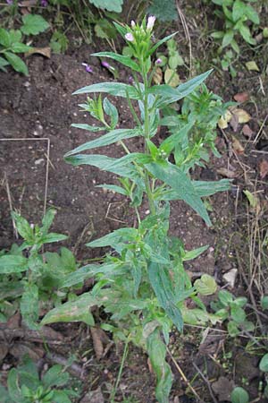 Epilobium montanum \ Berg-Weidenr�schen / Broad-Leaved Willowherb, D Weinheim an der Bergstra&szlig;e 9.7.2007