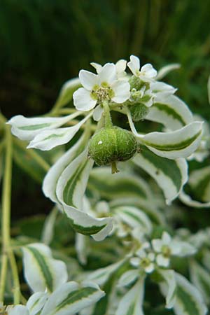Euphorbia marginata \ Wei�rand-Wolfsmilch, Schnee auf dem Berge / Variegated Spurge, White-Margined Spurge, D Botan. Gar.  Universit.  Mainz 13.9.2008