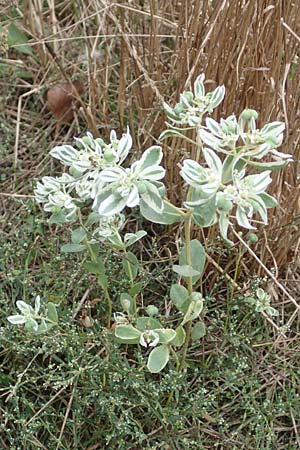 Euphorbia marginata \ Wei�rand-Wolfsmilch, Schnee auf dem Berge / Variegated Spurge, White-Margined Spurge, D B&uuml;rstadt 30.9.2016