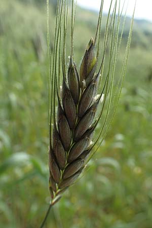 Triticum dicoccon \ Emmer, Zweikorn / Amelcorn, Emmer Wheat, D Odenwald, Reichelsheim 16.6.2017