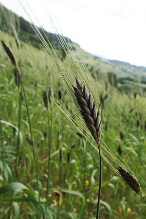 Triticum dicoccon \ Emmer, Zweikorn / Amelcorn, Emmer Wheat, D Odenwald, Reichelsheim 16.6.2017