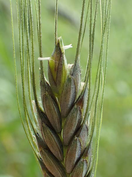 Triticum dicoccon \ Emmer, Zweikorn / Amelcorn, Emmer Wheat, D Odenwald, Reichelsheim 16.6.2017