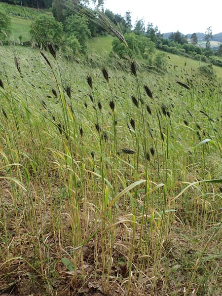 Triticum dicoccon \ Emmer, Zweikorn / Amelcorn, Emmer Wheat, D Odenwald, Reichelsheim 16.6.2017
