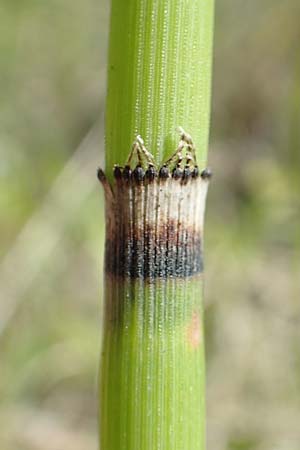 Equisetum hyemale subsp. affine, Riesen-Winter-Schachtelhalm