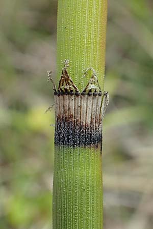 Equisetum hyemale subsp. affine \ Riesen-Winter-Schachtelhalm, D Hagen 14.6.2019