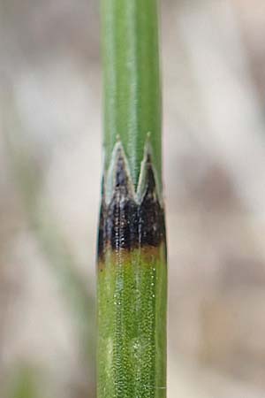 Equisetum x meridionale \ S�dlicher Schachtelhalm, D Hagen 11.6.2020