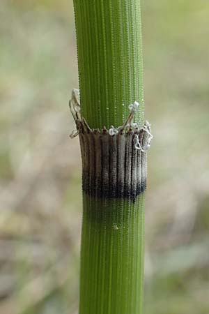 Equisetum x moorei nothosubsp. nipponicum \ Moores Schachtelhalm / Moore's Horsetail, D Hagen 11.6.2020