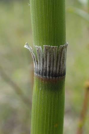 Equisetum x moorei nothosubsp. nipponicum \ Moores Schachtelhalm / Moore's Horsetail, D Hagen 11.6.2020