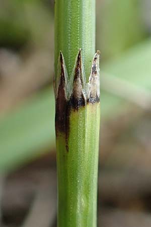 Equisetum x meridionale \ S�dlicher Schachtelhalm, D Hagen 11.6.2020
