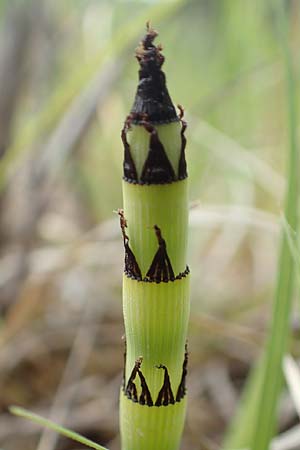 Equisetum x moorei nothosubsp. nipponicum \ Moores Schachtelhalm / Moore's Horsetail, D Hagen 11.6.2020