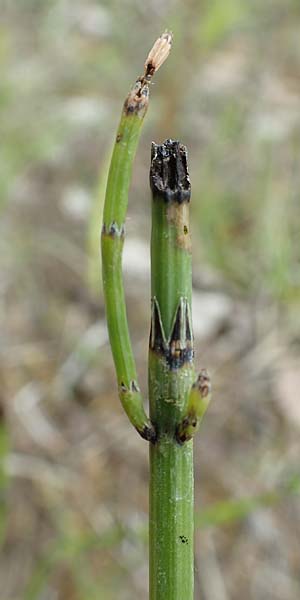 Equisetum x meridionale \ S�dlicher Schachtelhalm, D Hagen 11.6.2020