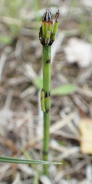 Equisetum x meridionale \ S�dlicher Schachtelhalm, D Hagen 11.6.2020