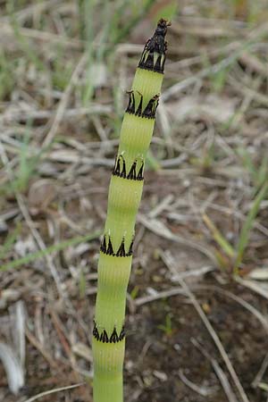 Equisetum x moorei nothosubsp. nipponicum \ Moores Schachtelhalm / Moore's Horsetail, D Hagen 11.6.2020