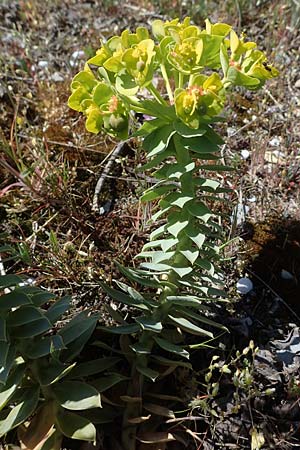 Euphorbia myrsinites \ Myrten-Wolfsmilch, Walzen-Wolfsmilch / Myrtle Spurge, D Mannheim 26.4.2021