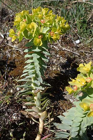 Euphorbia myrsinites \ Myrten-Wolfsmilch, Walzen-Wolfsmilch / Myrtle Spurge, D Mannheim 26.4.2021