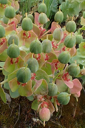 Euphorbia myrsinites \ Myrten-Wolfsmilch, Walzen-Wolfsmilch / Myrtle Spurge, D Mannheim 27.5.2021