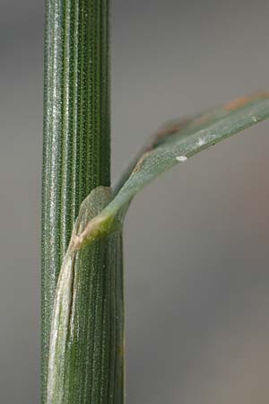 Eragrostis multicaulis \ Vielst�ngeliges Liebesgras, Japanisches Liebesgras / Japanese Love Grass, D Heidelberg 10.11.2021