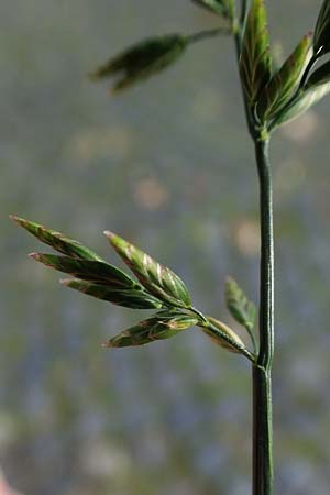 Eragrostis multicaulis \ Vielst�ngeliges Liebesgras, Japanisches Liebesgras / Japanese Love Grass, D Heidelberg 10.11.2021