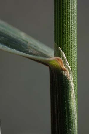 Eragrostis multicaulis \ Vielst�ngeliges Liebesgras, Japanisches Liebesgras / Japanese Love Grass, D Heidelberg 10.11.2021