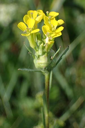 Erysimum marschallianum \ Harter Sch�terich / Hard Wallflower, D Th&uuml;ringen, K&ouml;lleda 9.6.2022